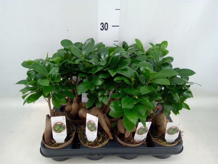 <h4>Ficus microcarpa 'Ginseng'</h4>