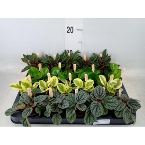 Peperomia   ...mix