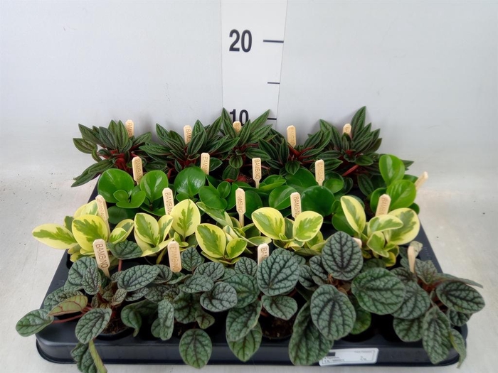 <h4>Peperomia   ...mix</h4>