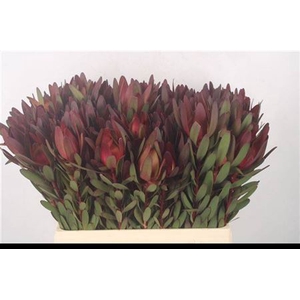Leucad Saf Sunset 60 Cm