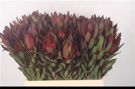 <h4>Leucad Saf Sunset 60 Cm</h4>
