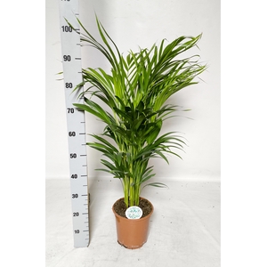 DYPSIS LUTESCENS