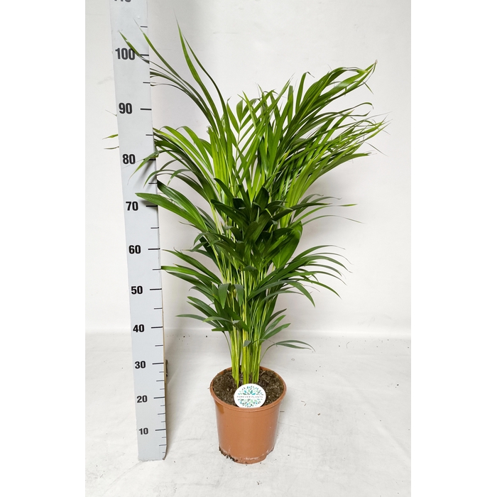 <h4>DYPSIS LUTESCENS</h4>