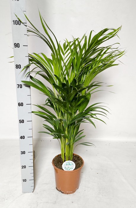 DYPSIS LUTESCENS