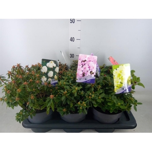 Rhododendron   ...dwarf shapes