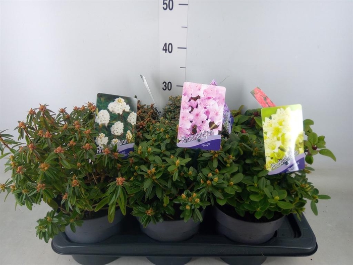 <h4>Rhododendron   ...dwarf shapes</h4>