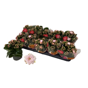 KALAN CALAN QUEEN SOFT PINK