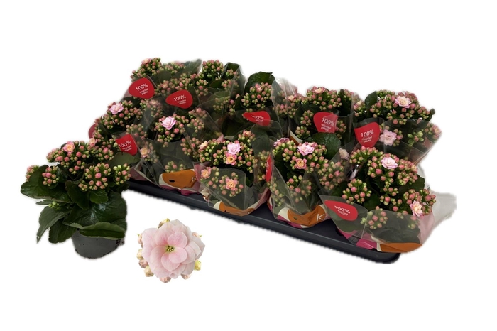 <h4>KALAN CALAN QUEEN SOFT PINK</h4>
