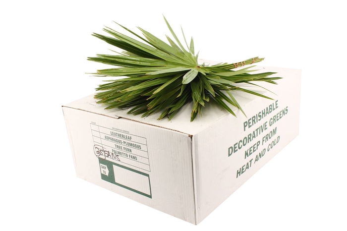 Palmetto X35