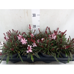 Gaura lindheimeri   ...