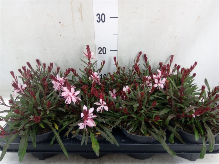 <h4>Gaura lindheimeri   ...</h4>