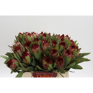 Protea Robijn