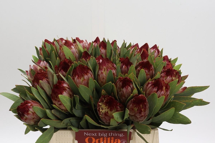 <h4>Protea Robijn</h4>