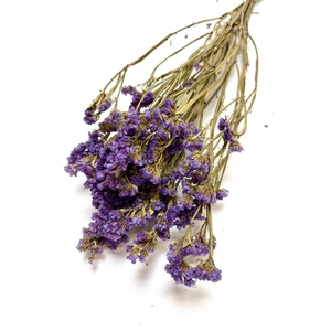 DROOG STATICE PINK/L LAVENDEL