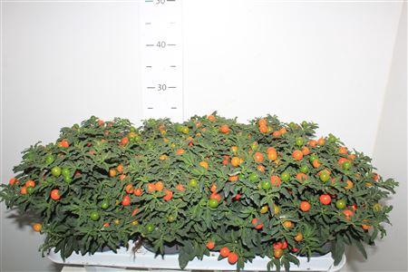 <h4>Solan Pseudocapsic</h4>