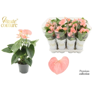 Anthurium 9 cm Spirit in Haute Couture sleeve