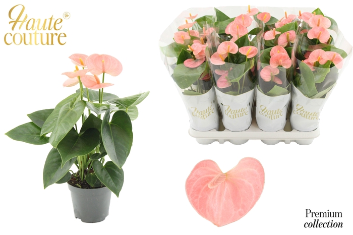 <h4>Anthurium Spirit in Haute Couture sleeve</h4>