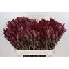 Leucadendron Jester
