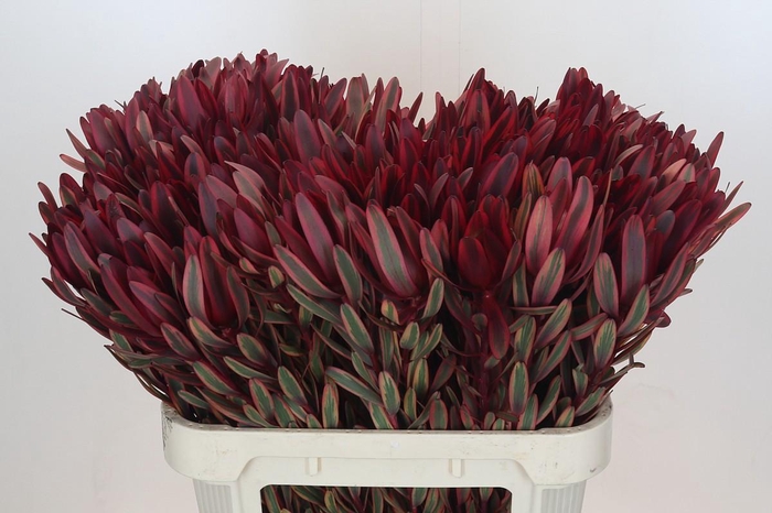 <h4>Leucadendron Jester</h4>