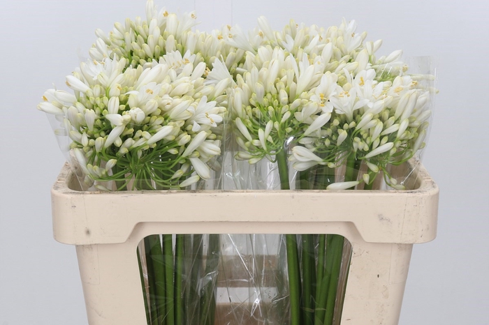 <h4>Agapanthus White Heaven</h4>