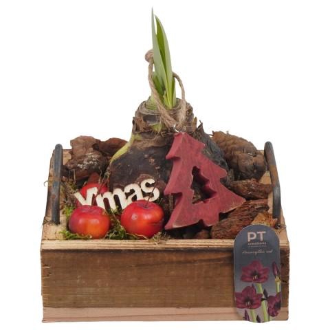 <h4>PTACH2541 Arrangementen Kerst</h4>