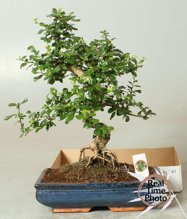 <h4>BONSAI GEM</h4>