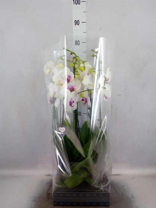 <h4>Phalaenopsis  'Ismaeli'</h4>