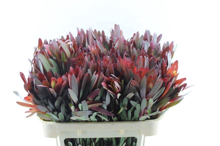 <h4>Leucad Saf Sunset M</h4>