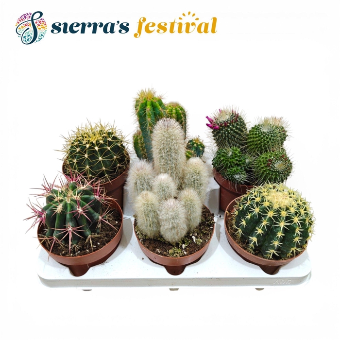 <h4>Festival® - Cactus Mix</h4>