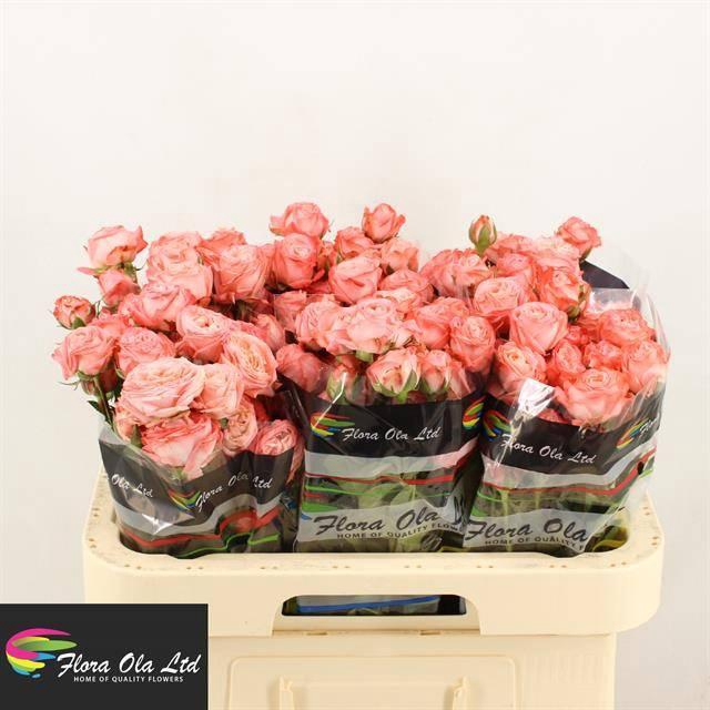 <h4>R TR AMAZING MAGIC</h4>