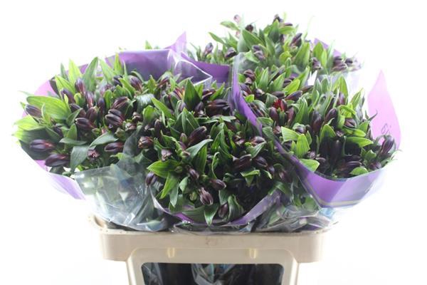 <h4>Alstr Rumba (rood)</h4>