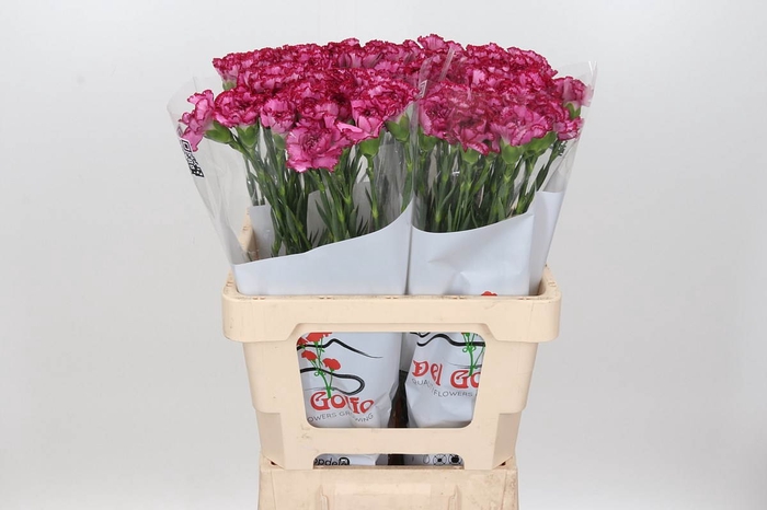 Dianthus St Bacarat Purple