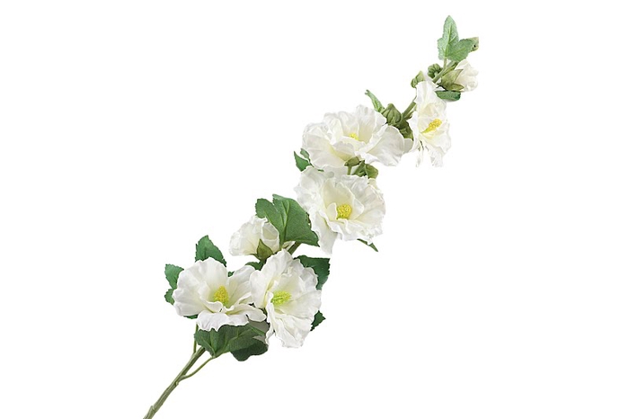 <h4>Alcea Rosea White</h4>