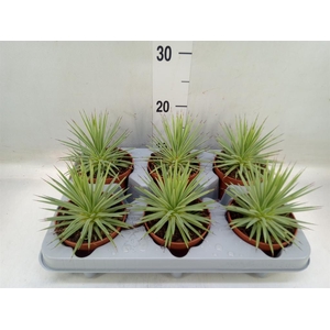 Agave stricta 'Nana'