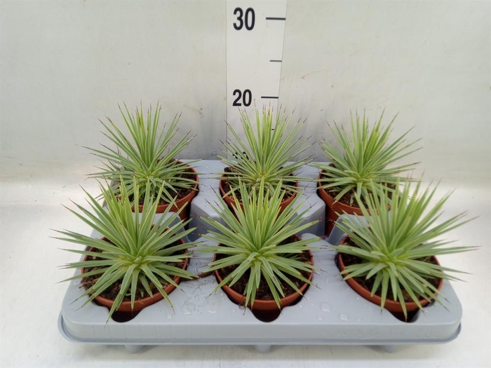 <h4>Agave stricta 'Nana'</h4>