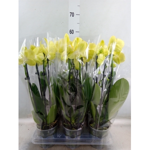 Phalaenopsis  'Elegant Cascade'