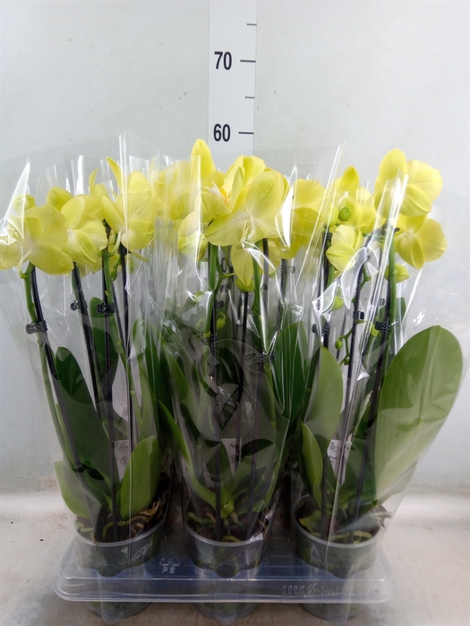 <h4>Phalaenopsis  'Elegant Cascade'</h4>