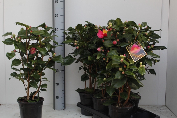 <h4>Came J Dr King</h4>