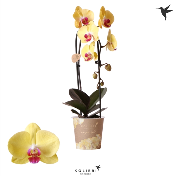 <h4>Kolibri Orchids Cascade Niagara fall yellow 1spike</h4>