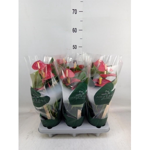 Anthurium andr. 'Aroha'