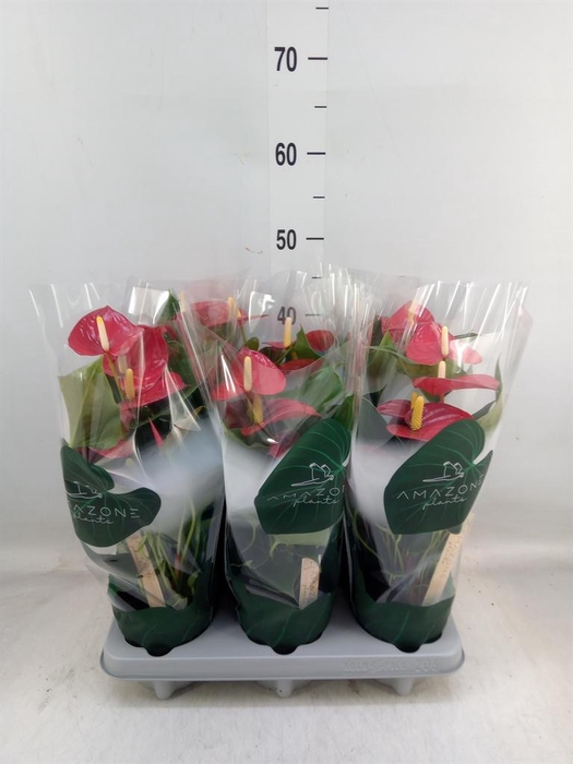 <h4>Anthurium andr. 'Aroha'</h4>