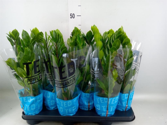 <h4>Zamioculcas zamiifolia</h4>
