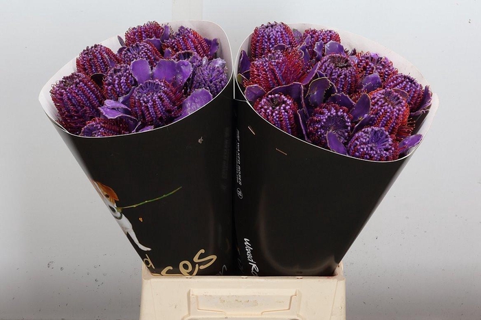 <h4>Banksia Wx Paars</h4>