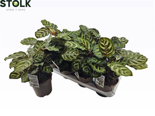 <h4>CALAT MAKOYANA</h4>