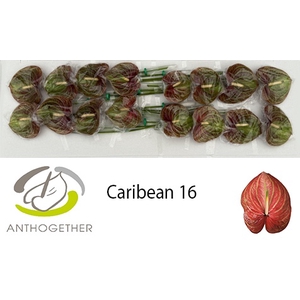 ANTH A CARIBEAN 16
