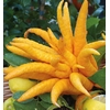 Citrus medica