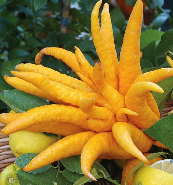 Citrus medica