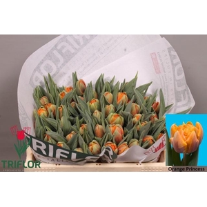 TU DU ORANGE PRINCES