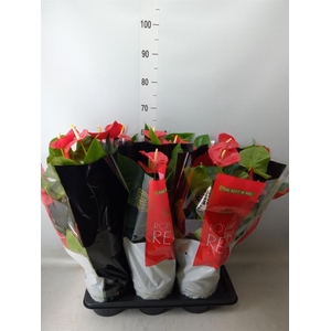 Anthurium andr. 'Oklahoma'