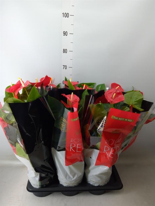 <h4>Anthurium andr. 'Oklahoma'</h4>